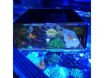 Flipper Top Down Viewer