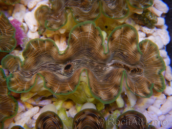 WYSIWYG Tridacna squamosina A2 5-6 cm