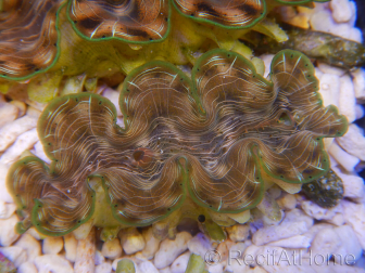 WYSIWYG Tridacna squamosina A3 5-6 cm