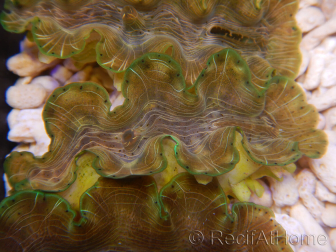 WYSIWYG Tridacna squamosina A17 5-6 cm