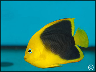 Holacanthus tricolor 