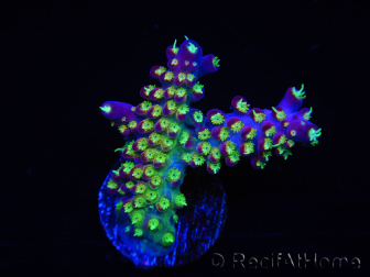 WYSIWYG RAH Acropora Rainbow Loom 5D2
