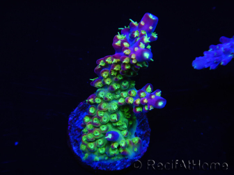 WYSIWYG RAH Acropora Rainbow Loom 5D3