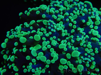 WYSIWYG Euphyllia divisa 6 (Skeleton 10 cm/Flesh 20 cm)