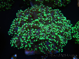 WYSIWYG Euphyllia divisa 22 (Skeleton 7 cm/Flesh 14 cm)