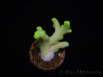 WYSIWYG RAH Acropora caroliniana Banana 5T3
