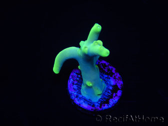 WYSIWYG RAH Acropora caroliniana Banana 5T2