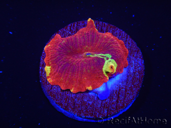 WYSIWYG Discosoma Jawbreaker ULTRA C2