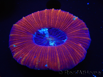 WYSIWYG Trachyphyllia geoffroyi D2 (5.5 cm)