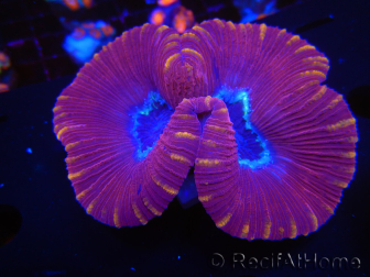 WYSIWYG Trachyphyllia geoffroyi G1 (7.5 cm)