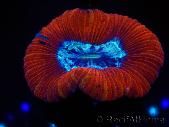 WYSIWYG Trachyphyllia geoffroyi G3 (7.5 cm)