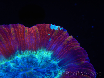 WYSIWYG Trachyphyllia geoffroyi H4 (7.5 cm)