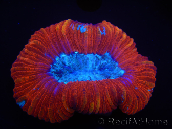 WYSIWYG Trachyphyllia geoffroyi I2 (7.5 cm)