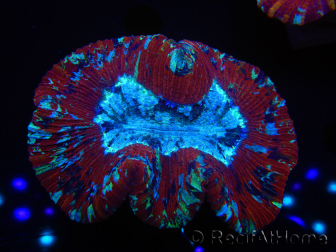 WYSIWYG Trachyphyllia geoffroyi I3 (7.5 cm)