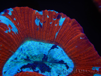 WYSIWYG Trachyphyllia geoffroyi K5 (7.5 cm)