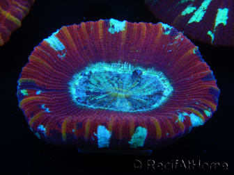 WYSIWYG Trachyphyllia geoffroyi D4 (3.5 cm)