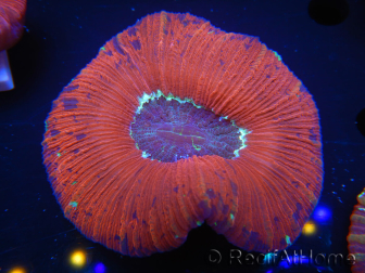 WYSIWYG Trachyphyllia geoffroyi D6 (5.5 cm)