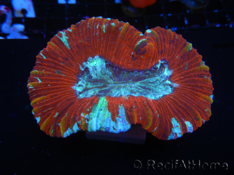 WYSIWYG Trachyphyllia geoffroyi I1 (7.5 cm)