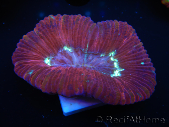 WYSIWYG Trachyphyllia geoffroyi I4 (7.5 cm)