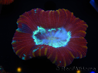 WYSIWYG Trachyphyllia geoffroyi I5 (7.5 cm)