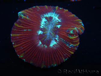 WYSIWYG Trachyphyllia geoffroyi J1 (7.5 cm)