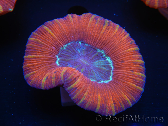 WYSIWYG Trachyphyllia geoffroyi J3 (7.5 cm)