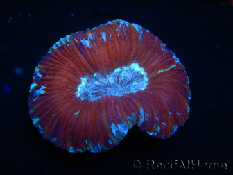 WYSIWYG Trachyphyllia geoffroyi K1 (7.5 cm)