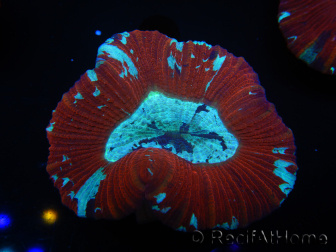 WYSIWYG Trachyphyllia geoffroyi K5 (7.5 cm)