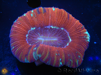 WYSIWYG Trachyphyllia geoffroyi L3 (7.5 cm)