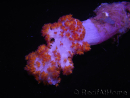 Dendronephthya sp.