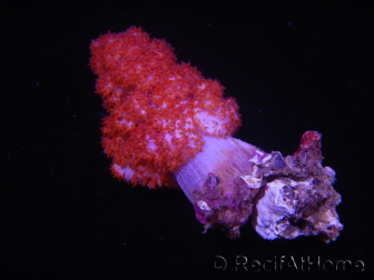 WYSIWYG Dendronephthya sp 1