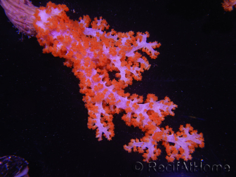 WYSIWYG Dendronephthya sp 2