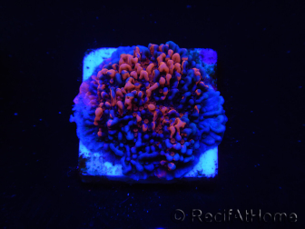 WYSIWYG - RAH Montipora plateau GRAFTED Darth Maul 4