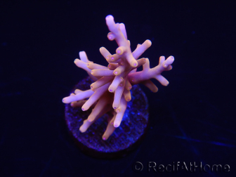 WYSIWYG RAH Acropora Golden Dragon 5U4