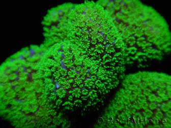 Stylophora Rose grün fluoreszierende Polypen Größe S