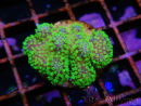 Stylophora Rosa pólipos verde flúor tamaño s