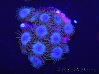 WYSIWYG - RAH Zoanthus Alpha Blue 2S11
