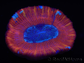WYSIWYG Trachyphyllia geoffroyi B2 (Skelett 6 cm/ Offen 4,5 cm)