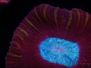 WYSIWYG Trachyphyllia geoffroyi B4 (Esqueleto 6.5 cm/ Abierto 8 cm)