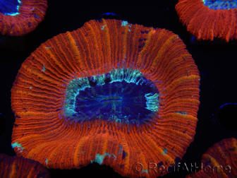 WYSIWYG Trachyphyllia geoffroyi C1 (Skelett 4 cm/ Geöffnet 5 cm)