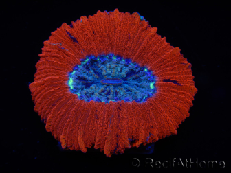 WYSIWYG Trachyphyllia geoffroyi C2 (Scheletro 4 cm/ Aperto 5 cm)