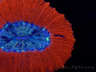 WYSIWYG Trachyphyllia geoffroyi C2 (Scheletro 4 cm/ Aperto 5 cm)
