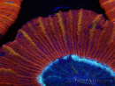 WYSIWYG Trachyphyllia geoffroyi C3 (Skelett 4,5 cm/ Geöffnet 6,5 cm)