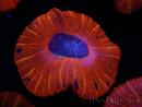 WYSIWYG Trachyphyllia geoffroyi C4 (Scheletro 4 cm / Aperto 6,5 cm)