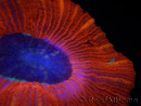 WYSIWYG Trachyphyllia geoffroyi C4 (Skelett 4 cm / Geöffnet 6,5 cm)