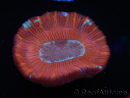 WYSIWYG Trachyphyllia geoffroyi B2 (Skelett 6 cm/ Offen 4,5 cm)