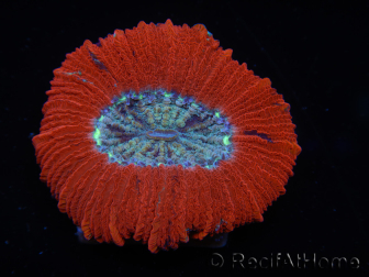 WYSIWYG Trachyphyllia geoffroyi C2 (Scheletro 4 cm/ Aperto 5 cm)