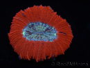 WYSIWYG Trachyphyllia geoffroyi C2 (Skelett 4 cm / Geöffnet 5 cm)