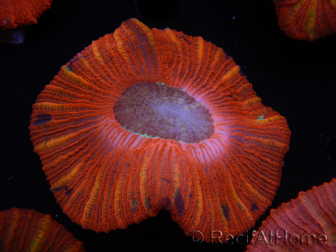 WYSIWYG Trachyphyllia geoffroyi C4 (Skelett 4 cm / Geöffnet 6,5 cm)