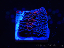 WYSIWYG - RAH Montipora plateau GRAFTED Darth Maul 2